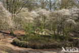 Juneberry (Amelanchier lamarckii)