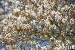 Amerikaans krentenboompje (Amelanchier lamarckii)