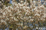 Juneberry (Amelanchier lamarckii)