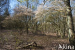 Amerikaans krentenboompje (Amelanchier lamarckii)