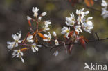 Amerikaans krentenboompje (Amelanchier lamarckii)