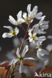 Juneberry (Amelanchier lamarckii)