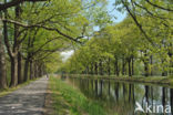 Red Oak (Quercus rubra)