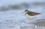 Spotted Sandpiper (Actitis macularius)