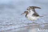 Spotted Sandpiper (Actitis macularius)