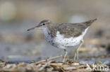 Spotted Sandpiper (Actitis macularius)