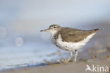 Spotted Sandpiper (Actitis macularius)