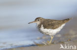 Spotted Sandpiper (Actitis macularius)