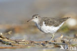 Spotted Sandpiper (Actitis macularius)