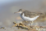 Spotted Sandpiper (Actitis macularius)