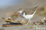 Spotted Sandpiper (Actitis macularius)