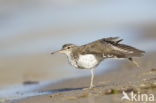 Spotted Sandpiper (Actitis macularius)