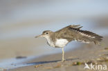 Spotted Sandpiper (Actitis macularius)