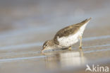 Spotted Sandpiper (Actitis macularius)