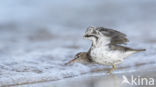 Spotted Sandpiper (Actitis macularius)