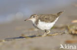 Spotted Sandpiper (Actitis macularius)