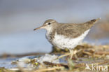 Amerikaanse Oeverloper (Actitis macularius)