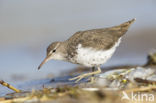 Spotted Sandpiper (Actitis macularius)