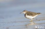 Spotted Sandpiper (Actitis macularius)