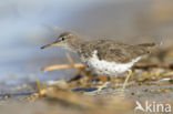 Spotted Sandpiper (Actitis macularius)