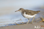 Spotted Sandpiper (Actitis macularius)