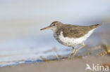 Spotted Sandpiper (Actitis macularius)