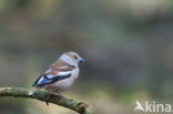 Appelvink (Coccothraustes coccothraustes)