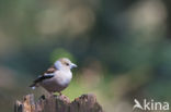 Appelvink (Coccothraustes coccothraustes)