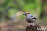 Appelvink (Coccothraustes coccothraustes)