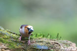 Appelvink (Coccothraustes coccothraustes)