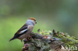 Appelvink (Coccothraustes coccothraustes)