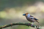 Appelvink (Coccothraustes coccothraustes)