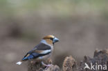 Appelvink (Coccothraustes coccothraustes)