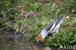 Hawfinch (Coccothraustes coccothraustes)