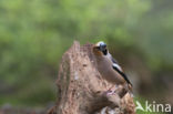 Appelvink (Coccothraustes coccothraustes)