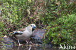 Appelvink (Coccothraustes coccothraustes)