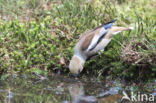 Appelvink (Coccothraustes coccothraustes)