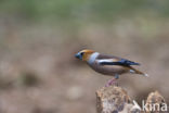 Appelvink (Coccothraustes coccothraustes)