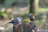 Appelvink (Coccothraustes coccothraustes)