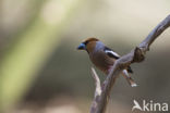 Appelvink (Coccothraustes coccothraustes)