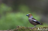 Appelvink (Coccothraustes coccothraustes)