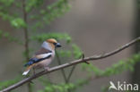 Appelvink (Coccothraustes coccothraustes)