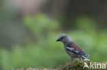 Appelvink (Coccothraustes coccothraustes)