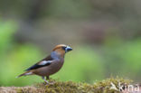 Appelvink (Coccothraustes coccothraustes)