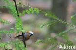 Appelvink (Coccothraustes coccothraustes)