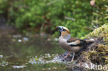 Appelvink (Coccothraustes coccothraustes)