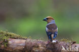 Appelvink (Coccothraustes coccothraustes)