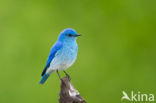 Bergblauwvogel (Sialia currucoides)