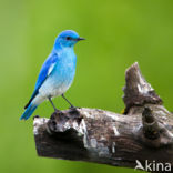 Bergblauwvogel (Sialia currucoides)