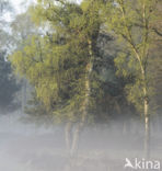 Birch (Betula)